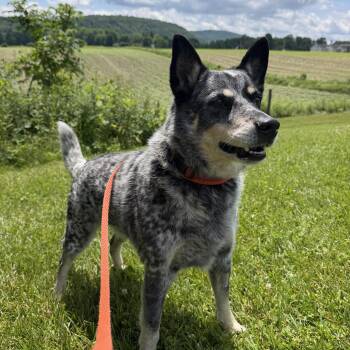 Ruffian -  Australian Cattle Dog Blue Heeler Dog for Adoption in Cooperstown, New York - Ruffian | PetCurious