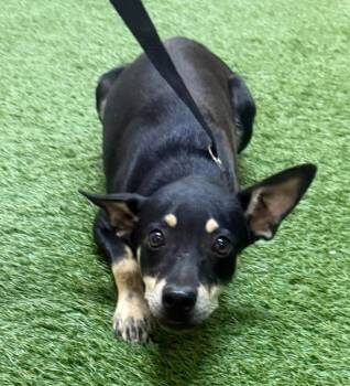 Toostie -  Terrier Dog for Adoption in Lemoore, California - Toostie | PetCurious