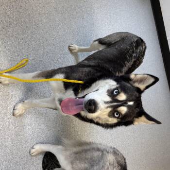 Siberian Husky Dogs Available for Adoption in Roseburg, Oregon - Daphne | PetCurious