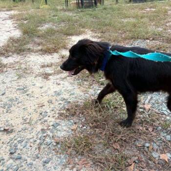 Koda -  Flat Coated Retriever and Black Labrador Retriever Dog for Adoption in Sanford, North Carolina - Koda | PetCurious