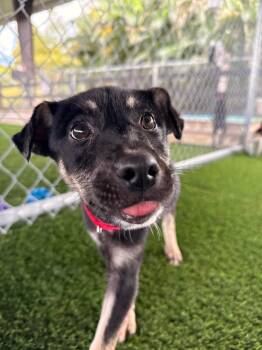 Mixed Breed Dogs Available for Adoption - Steve | PetCurious