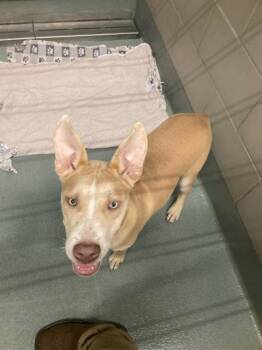 Husky and Pit Bull Terrier Dogs Available for Adoption in Baytown, Texas - TITUS | PetCurious