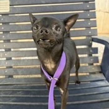 Tinsley -  Chihuahua Dog for Adoption in Tifton, Georgia - Tinsley | PetCurious