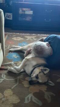 Rescue Mixed Breed Dogs for Adoption in Polson, Montana - Merci - Courtesy Listing See Info | PetCurious