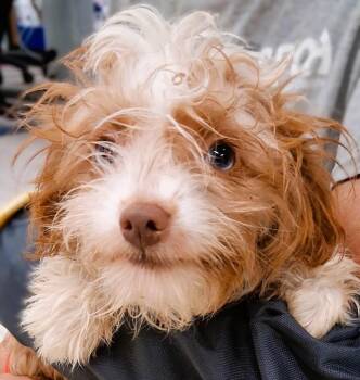 RAGGEDY ANN -  Yorkie Poo Dog for Adoption in Belmont, New York - RAGGEDY ANN | PetCurious