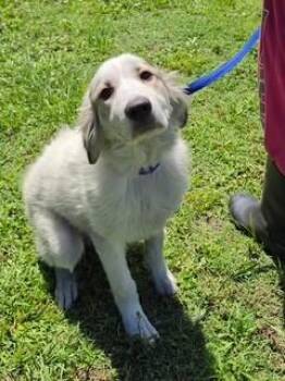 Georgia -  Great Pyrenees Dog for Adoption in Lake Wylie, South Carolina - Georgia | PetCurious