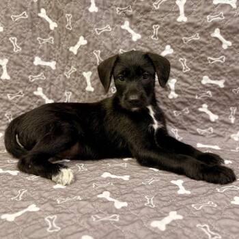 Macaroon -  Labrador Retriever and Mixed Breed Dog for Adoption in Buffalo, Minnesota - Macaroon | PetCurious