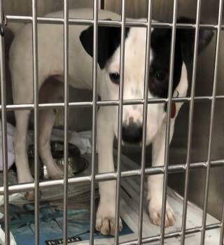 Summer -  Labrador Retriever and Jack Russell Terrier Dog for Adoption in Parma, Ohio - Summer | PetCurious