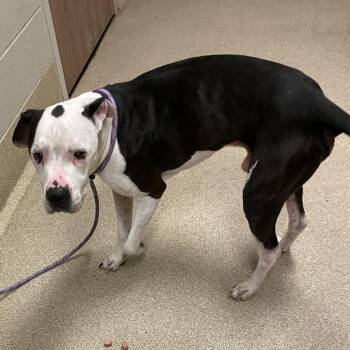 Viper -  Pit Bull Terrier Dog for Adoption in Bristol, Indiana - Viper | PetCurious