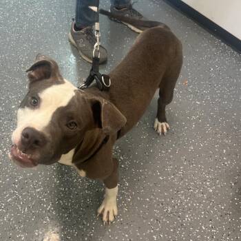Choco -  Mixed Breed Dog for Adoption in Memphis, Tennessee - Choco | PetCurious