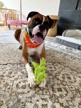 Boxer Dogs Available for Adoption - THORPE | PetCurious