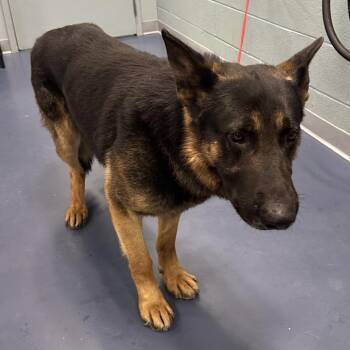 German Shepherd Dog Dogs Available for Adoption in Greensboro, North Carolina - Sargent Firefly | PetCurious