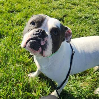 Moo -  American Bulldog Dog for Adoption in Fort Wayne, Indiana - Moo | PetCurious