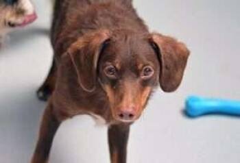 Beans -  Australian Shepherd and Poodle Dog for Adoption in Coupeville, Washington - Beans | PetCurious