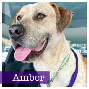 Hound and Labrador Retriever Dogs Available for Adoption - Amber | PetCurious