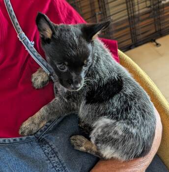 Lilah - PUPPY -  Chihuahua and Australian Cattle Dog Blue Heeler Dog for Adoption in Albuquerque, New Mexico - Lilah - PUPPY | PetCurious