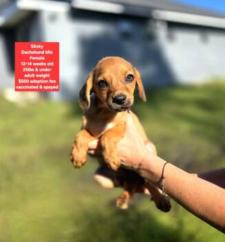 Slinky -  Dachshund Dog for Adoption in Oviedo, Florida - Slinky | PetCurious