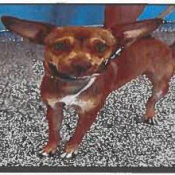Diesel -  Chihuahua and Mixed Breed Dog for Adoption in Tampa, Florida - Diesel | PetCurious