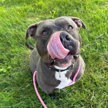 Vesper -  American Staffordshire Terrier Dog for Adoption in Grand Rapids, Michigan - Vesper | PetCurious