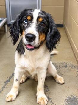 Denim -  Spaniel Dog for Adoption in Wayne, New Jersey - Denim | PetCurious