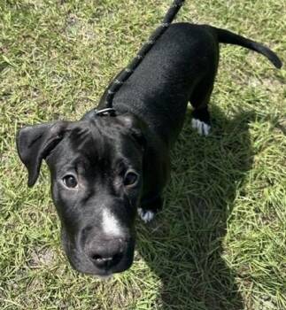 Earl -  Terrier Dog for Adoption in Springfield, Georgia - Earl | PetCurious