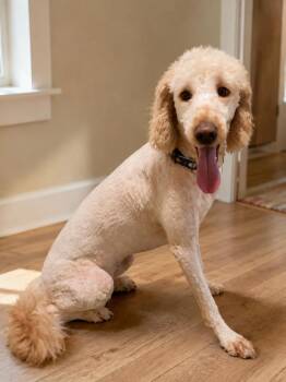Chloe -  Goldendoodle Dog for Adoption - Chloe | PetCurious