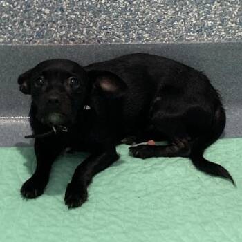Rescue Chihuahua Dogs for Adoption in Long Beach, California - Arnold | PetCurious