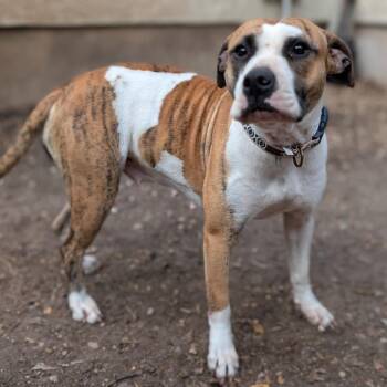 Boxer and Mixed Breed Dogs Available for Adoption - Penelope | PetCurious