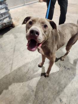 American Staffordshire Terrier Dogs Available for Adoption in San Antonio, Texas - SAM | PetCurious