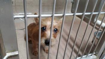 ONTARIO -  Cairn Terrier and Mixed Breed Dog for Adoption in Aurora, Illinois - ONTARIO | PetCurious