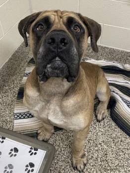 Bambino -  Mastiff and Mixed Breed Dog for Adoption in Westland, Michigan - Bambino | PetCurious
