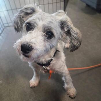 Mistletoe -  Havanese and Mixed Breed Dog for Adoption in Troy, Virginia - Mistletoe | PetCurious