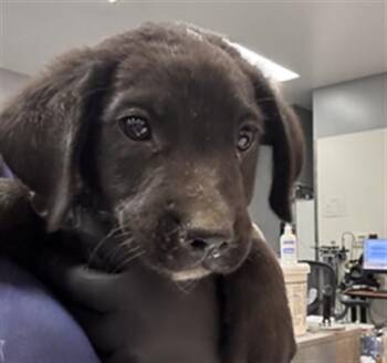 TOBY -  Labrador Retriever and Mixed Breed Dog for Adoption in Thousand Palms, California - TOBY | PetCurious