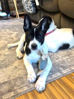 Cattle Dog and Bull Terrier Dogs Available for Adoption - Snoopy  | PetCurious
