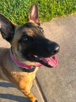 Koda -  Belgian Shepherd Malinois Dog for Adoption in Charlotte, North Carolina - Koda | PetCurious