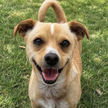 Ace Hardware (Ace) -  Jack Russell Terrier and Chihuahua Dog for Adoption in Newport Beach, California - Ace Hardware (Ace) | PetCurious