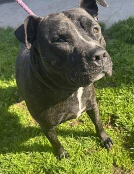 Pit Bull Terrier and Mixed Breed Dogs Available for Adoption - Oreo | PetCurious