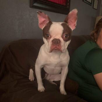 Rescue Boston Terrier Dogs for Adoption in Kaufman, Texas - ACE | PetCurious