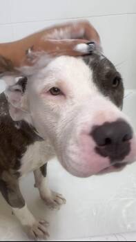 CHLOE-URGENT/kid dog cat friendly -  American Staffordshire Terrier Dog for Adoption in Los Angeles, California - CHLOE-URGENT/kid Dog Cat Friendly | PetCurious