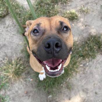 Pit Bull Terrier Dogs Available for Adoption in Vineland, New Jersey - Mira | PetCurious