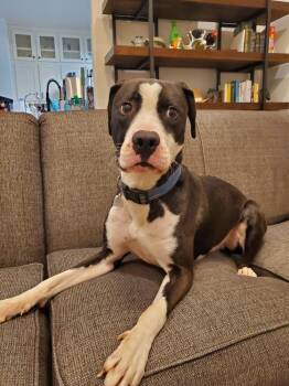 Pit Bull Terrier and Labrador Retriever Dogs Available for Adoption in Palm Valley, Texas - Bosco | PetCurious