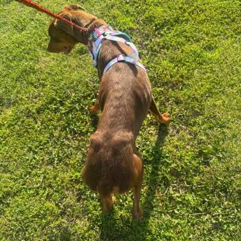 Bambi -  Doberman Pinscher Dog for Adoption in Normal, Illinois - Bambi | PetCurious