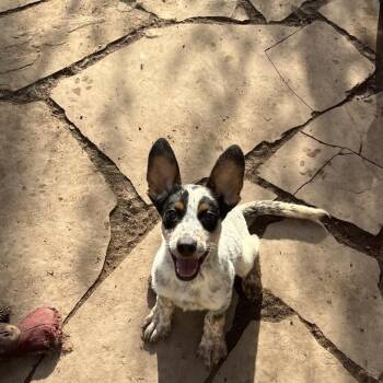 Gator -  Australian Cattle Dog Blue Heeler Dog for Adoption in Fort Collins, Colorado - Gator | PetCurious