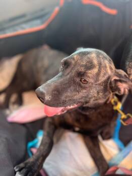 Rescue Black Labrador Retriever Dogs for Adoption in Palm Desert, California - Leah | PetCurious