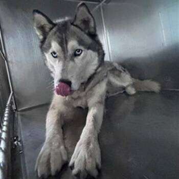 Bluey -  Siberian Husky Dog for Adoption in San Gabriel, California - Bluey | PetCurious