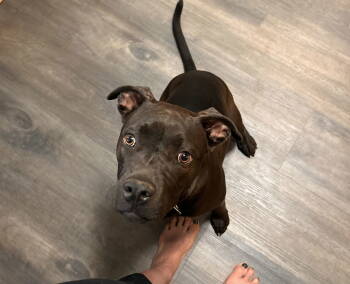 Rescue American Staffordshire Terrier and Bullmastiff Dogs for Adoption in Holly Springs, North Carolina - ANNIE | PetCurious