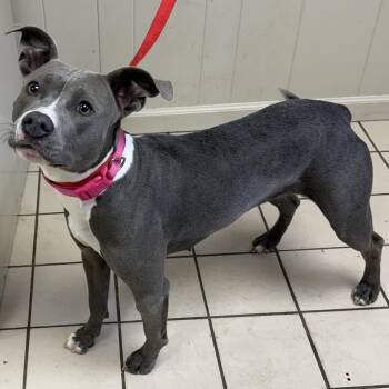 Pit Bull Terrier and Mixed Breed Dogs Available for Adoption in Tuscaloosa, Alabama - Nova | PetCurious