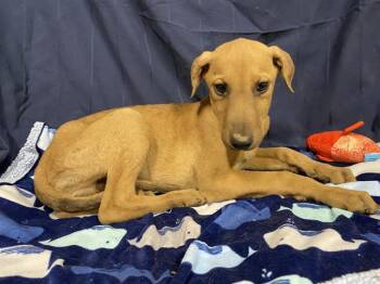 Doberman Pinscher and Mixed Breed Dogs Available for Adoption in Modesto, California - A610021 | PetCurious