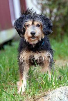 Leafy Green -  Tibetan Terrier and Yorkshire Terrier Dog for Adoption in Bedford Hills, New York - Leafy Green | PetCurious