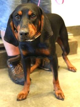 Tiny -  Coonhound and Mixed Breed Dog for Adoption in Bowling Green, Kentucky - Tiny | PetCurious